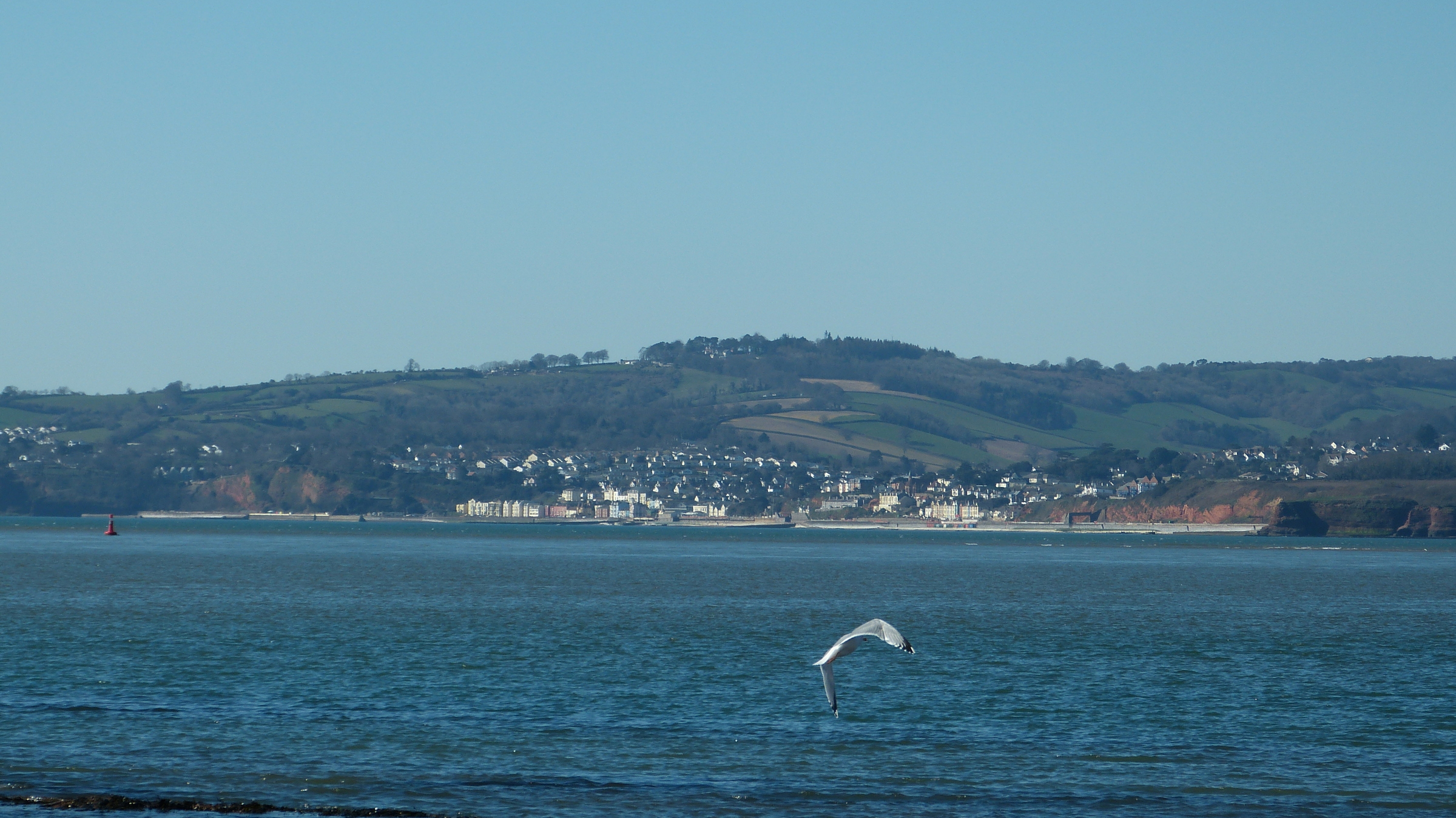 seagull over the waves