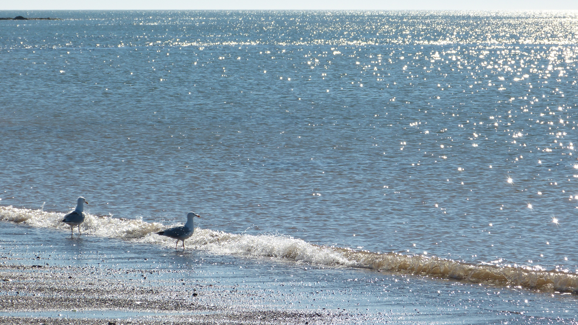 seagulls on the beach