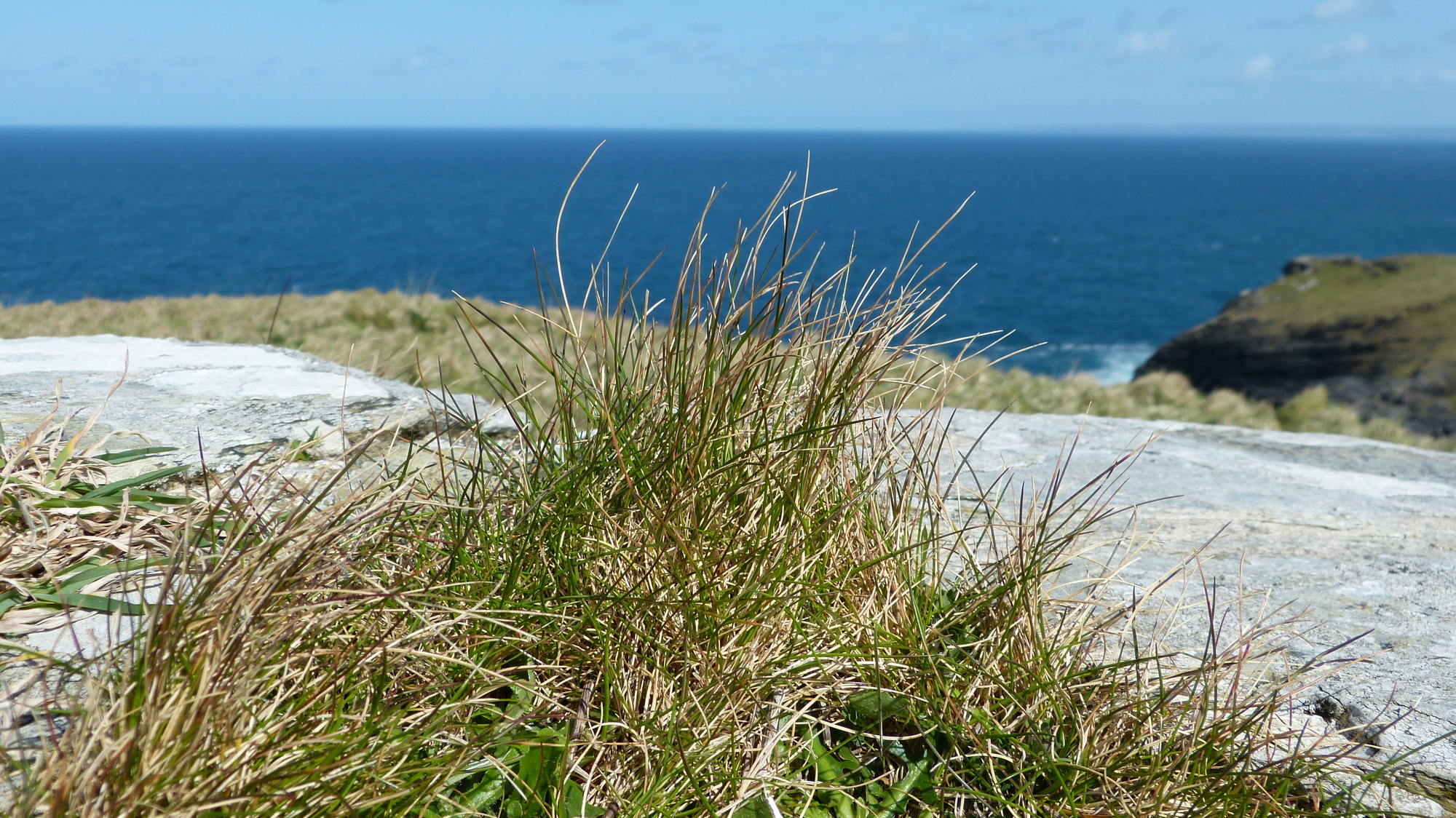 Tintagel 1