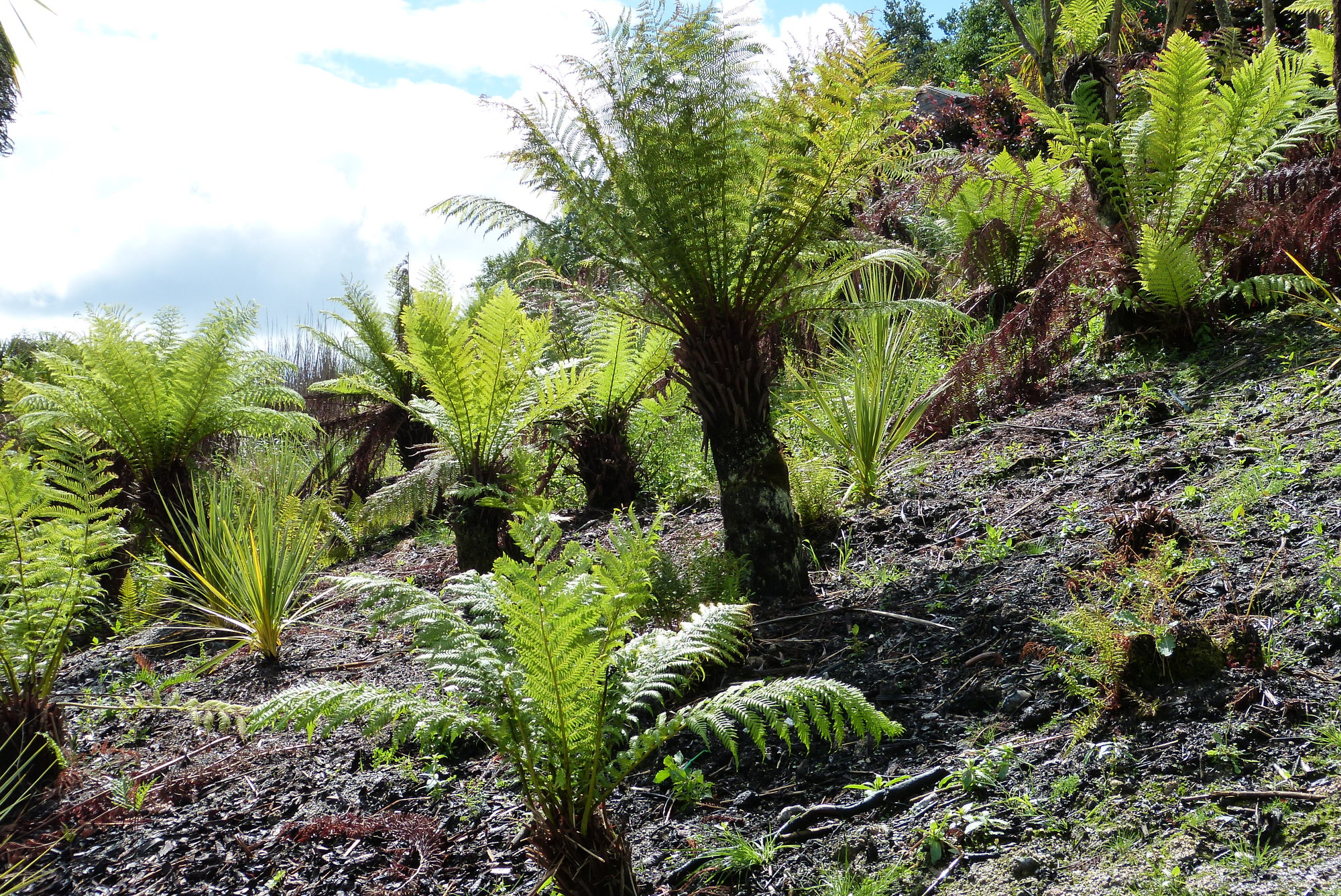 Old plants