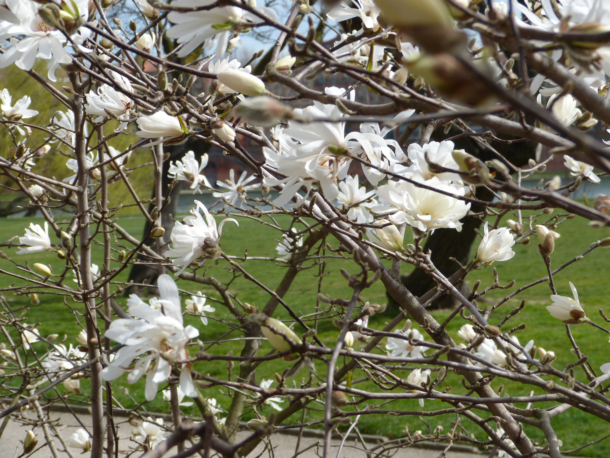 White magnolias