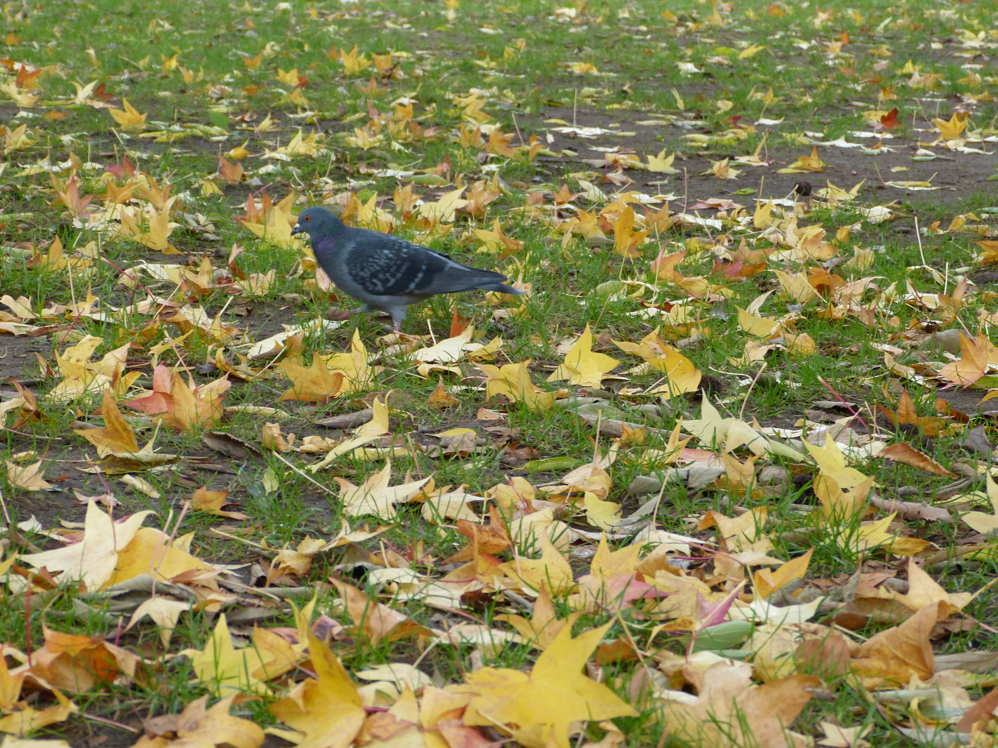 Pigeon and yellow leaves