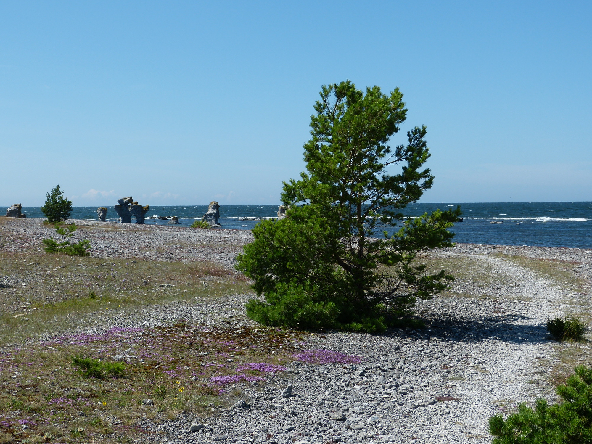 Dog rauk and pine tree